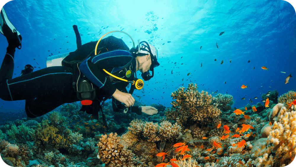 underwater scene with a Scuba divers, coral and fish.