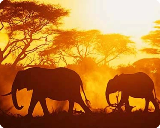 Cheap Calls to Central African Republic | Slick